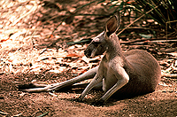 [Profile of Reclining Kangaroo]
