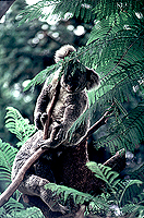 [Pair of Koalas in Tree Top]