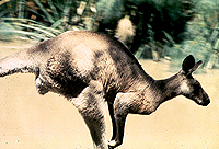 [Close-up Side View of Kangaroo Hopping By]