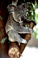 [Baby Koala Holding Onto Tree Stump]