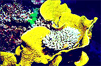 [Staghorn Coral]