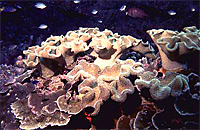 [Great Barrier Reef Underwater]