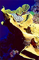 [Huge Staghorn Coral]