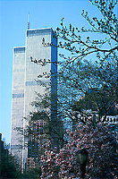 [Blooming Magnolias and Twin Towers]