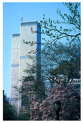 [Blooming Magnolias and Twin Towers -wtc060127.jpg - 95017 Bytes]