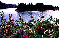 [Wildflowers near Cape Reinga]