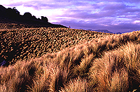 [Fields near Millers Flat]