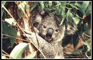 [Koala with Eucalyptus]